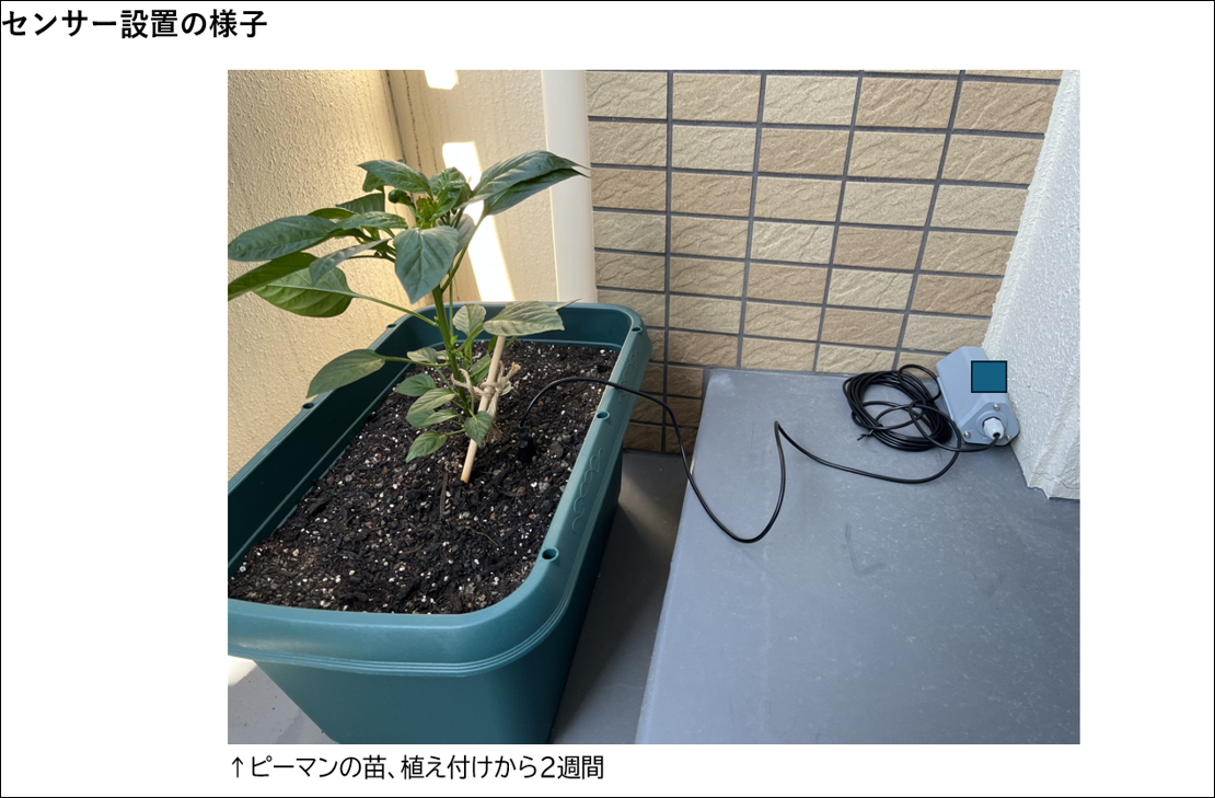 プランターに設置したセンサーの様子